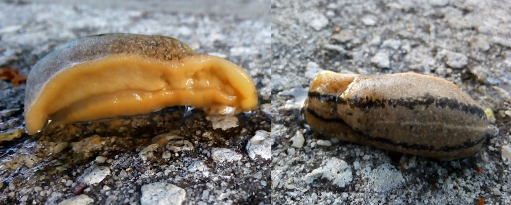 [Two photos spliced together. On the left is the cream-colored underside of the thick upper layer and the main body of the slug. On the right is the backside of the slug with its brown coloring and two thick irregular black stripes from top to bottom.]